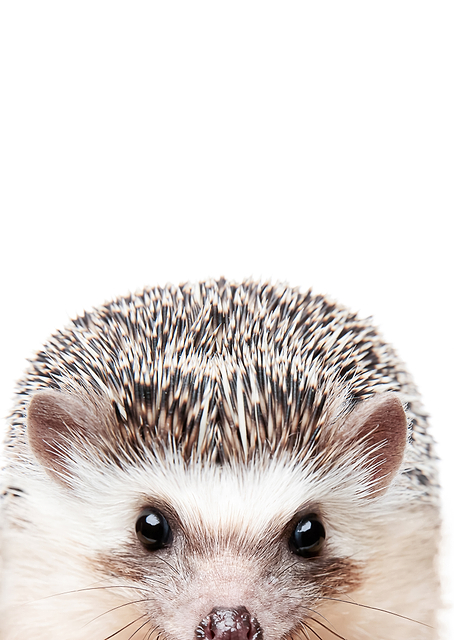 Peeking Hedgehog / PLATINA