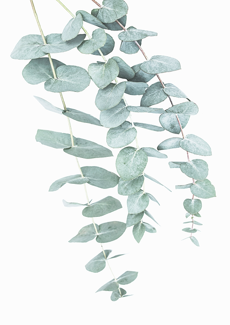 Eucalyptus / PLATINA