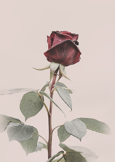 Rose / PLATINA