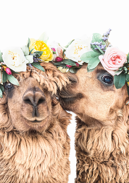 Boho Alpacas / PLATINA