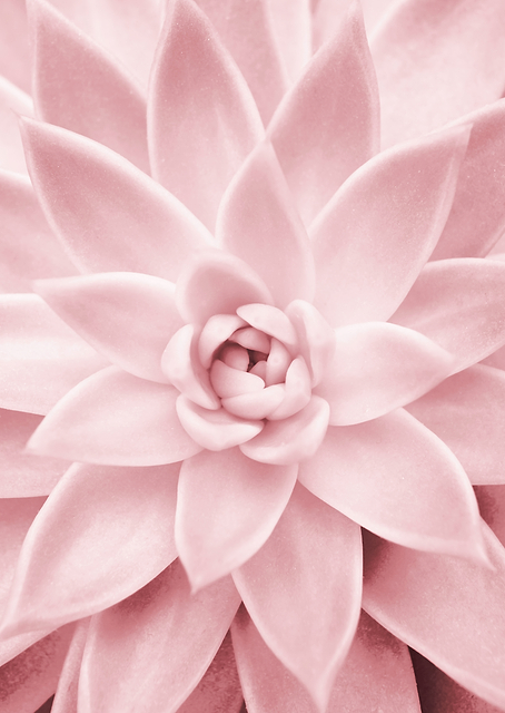 Pink Succulent / PLATINA