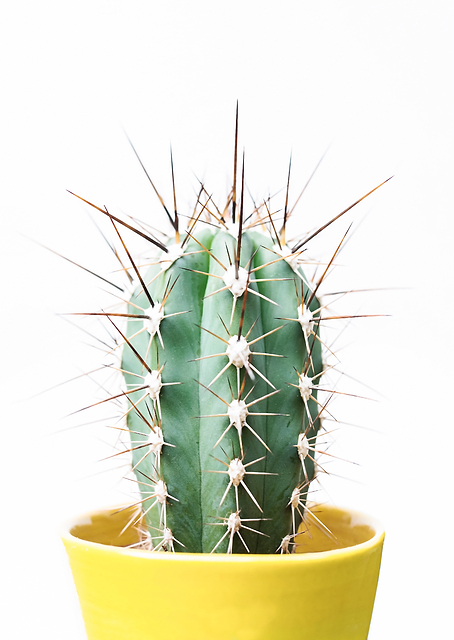 Spikey Cactus / PLATINA
