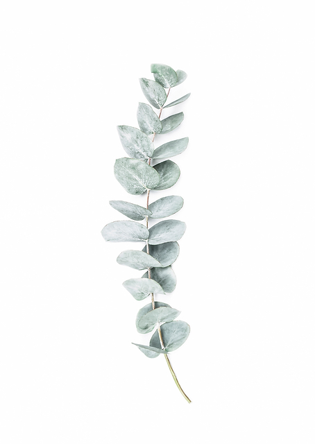 Eucalyptus Leaf / PLATINA