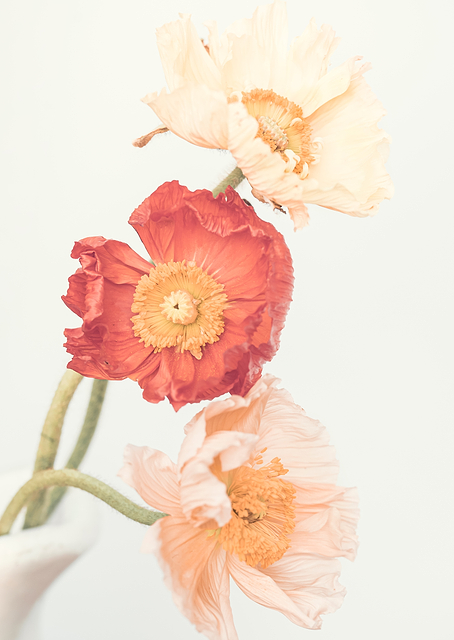 Poppies / PLATINA