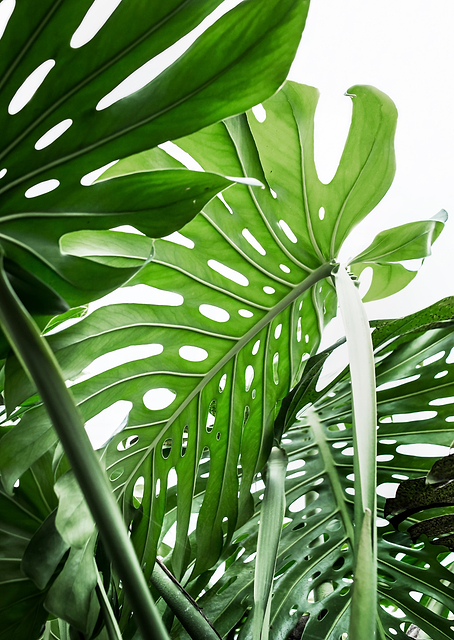 Jungle / PLATINA