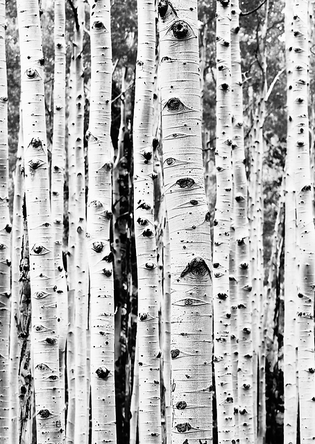 Birches / PLATINA