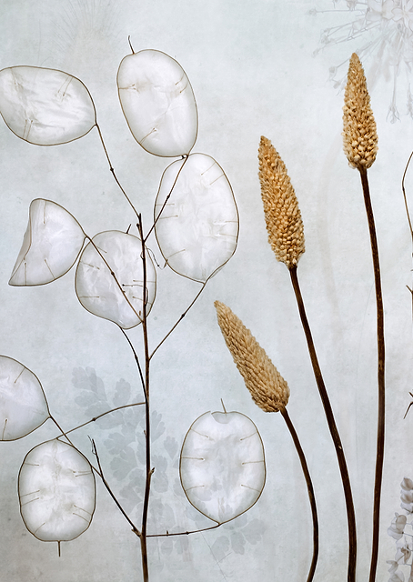 Lunaria / PLATINA