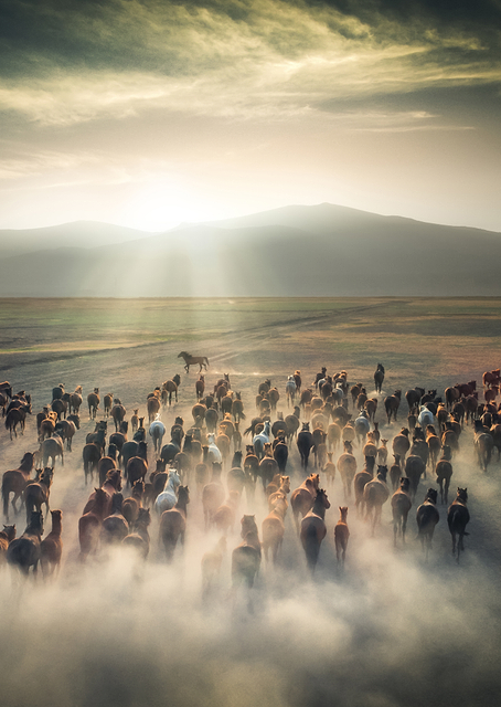 Wild Horses / PLATINA