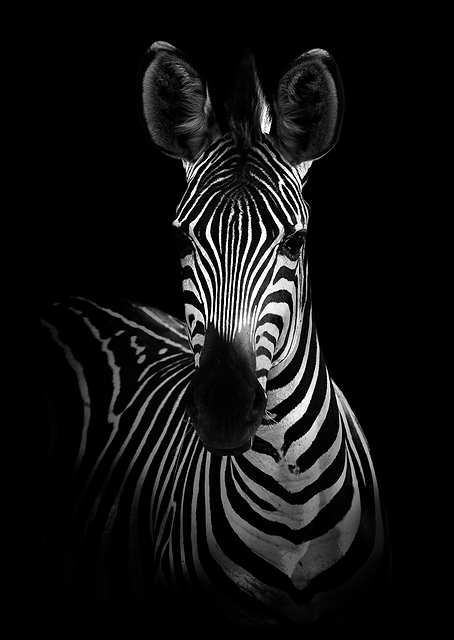 The Zebra / PLATINA