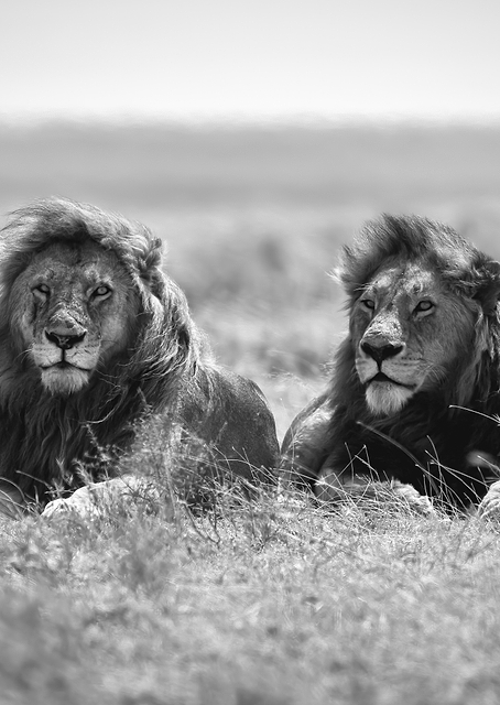 Two kings / PLATINA