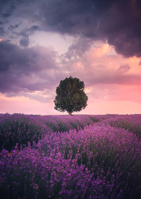 Lavender Fields, Isparta / PLATINA
