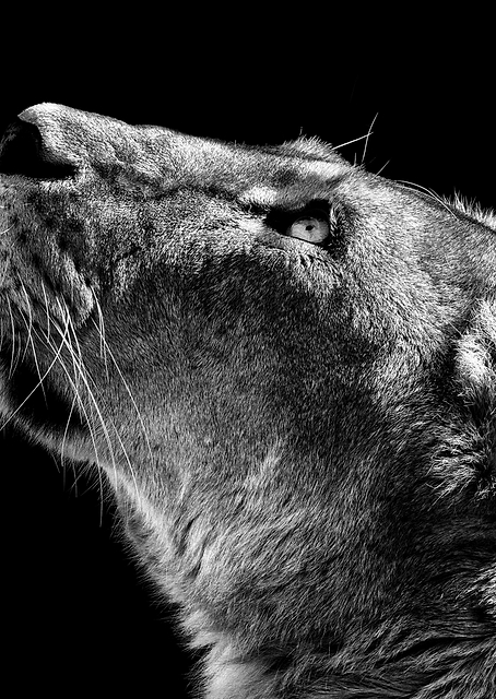 Looking Up / PLATINA