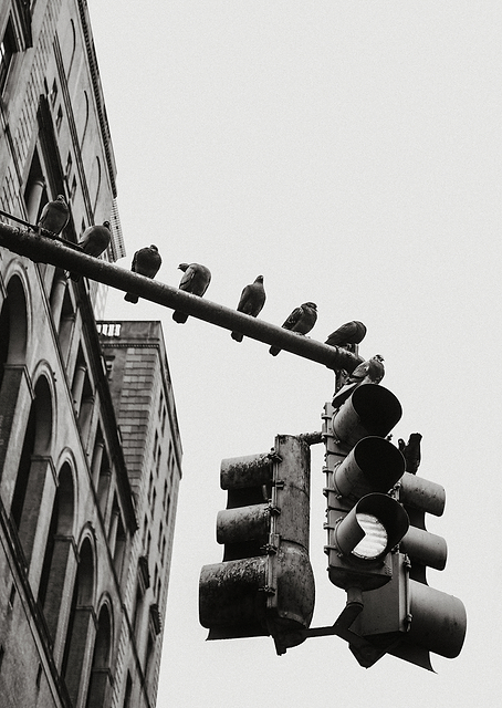 New York City Dove / PLATINA