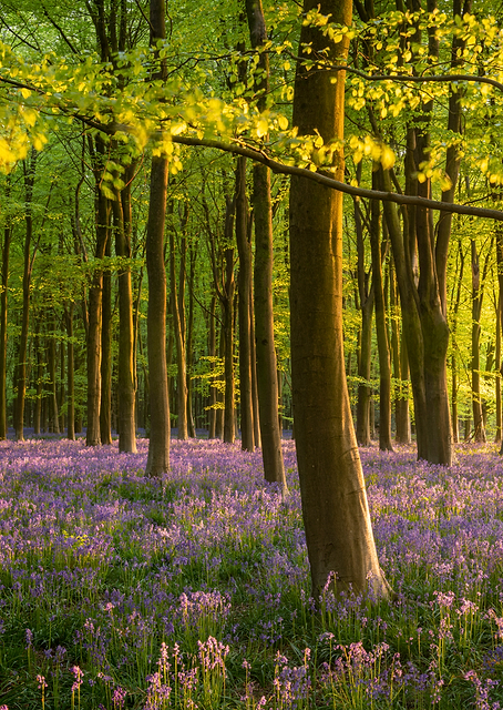 Bluebell Woods / PLATINA