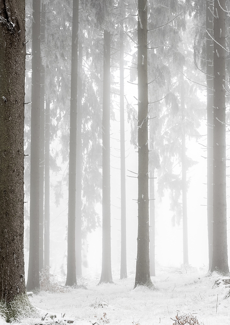 Winter Forest / PLATINA