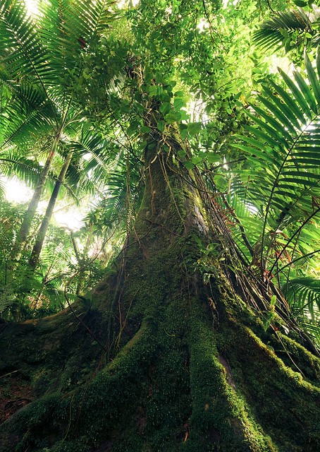 Walking in the Jungle / PLATINA