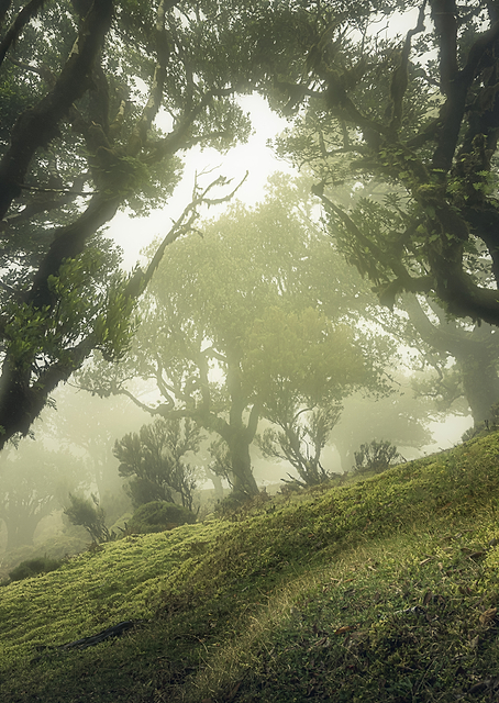 Enchanted Forest / PLATINA