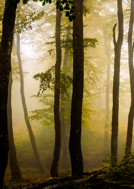 Morning light / PLATINA
