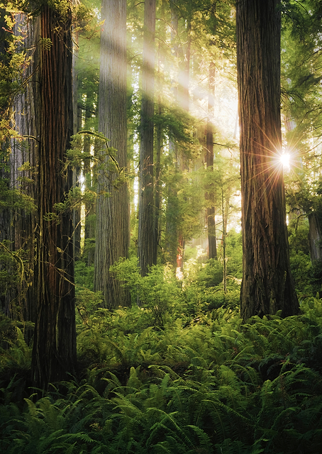 Fairy Forest / PLATINA