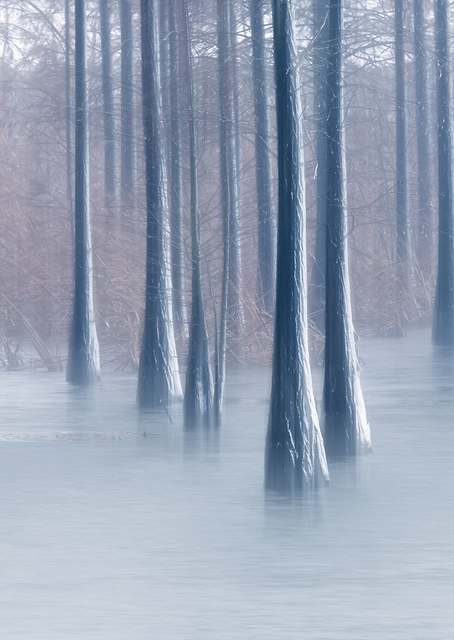 Woods in winter / PLATINA