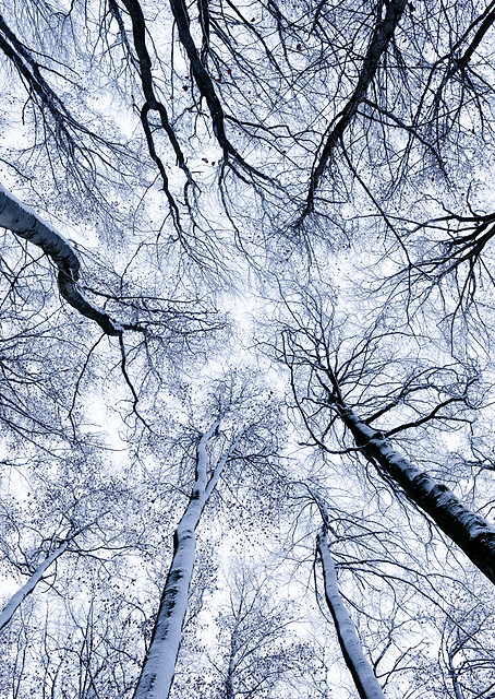 Looking Up / PLATINA