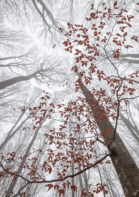 A wisp of fall / PLATINA