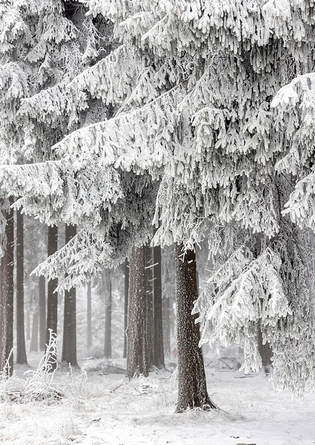 Winter Forest 2 / PLATINA