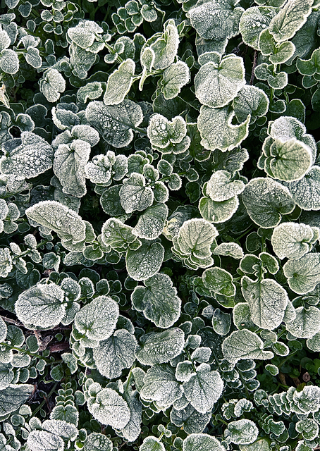 Frosted / PLATINA