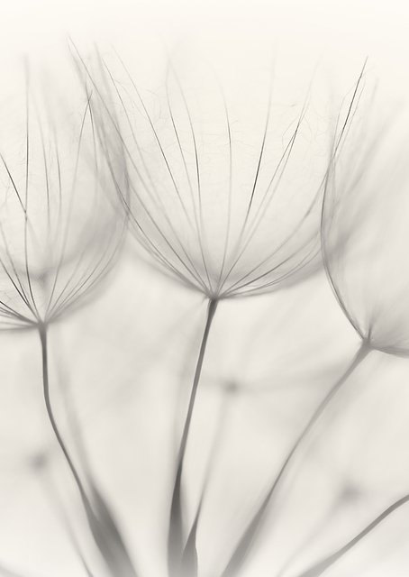 Nature Poster / PLATINA