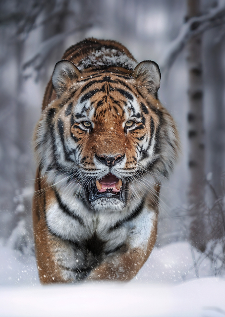 SnowTiger / PLATINA