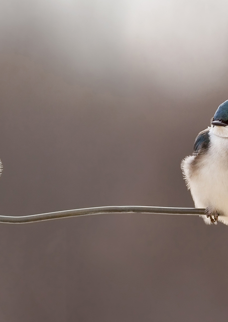 Birds on a wire / PLATINA
