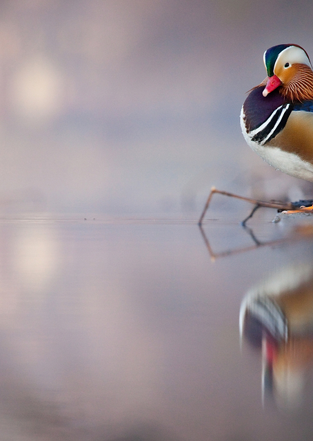 Mandarin duck / PLATINA