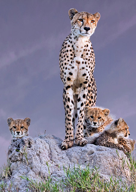 Cheetah with cubs at dawn / PLATINA