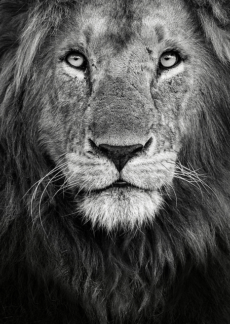 Royal portrait / PLATINA