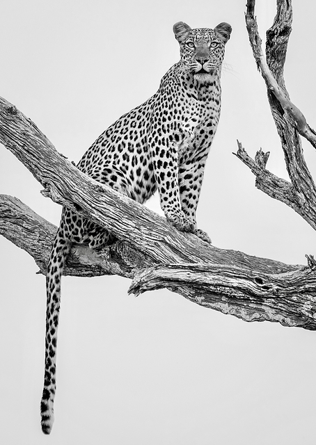 Leopard Portrait Mono Var / PLATINA