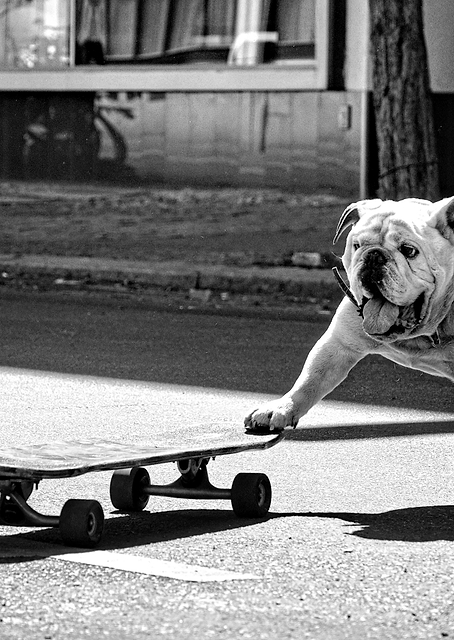 dogs want to have fun / PLATINA