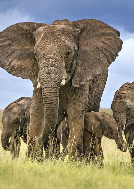 Elephant mom / PLATINA