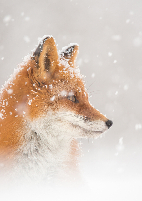 Snow is falling / PLATINA