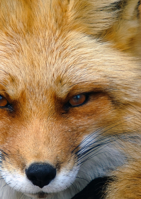 Foxy Lady / PLATINA