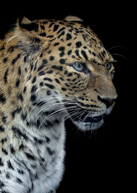 Panthere portrait / PLATINA