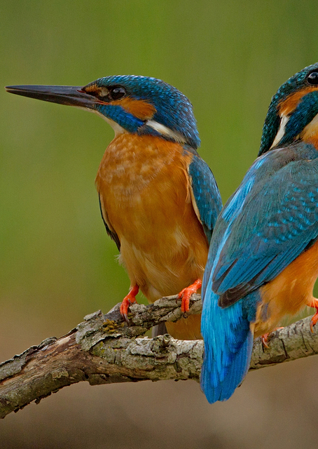 Kingfisher / PLATINA