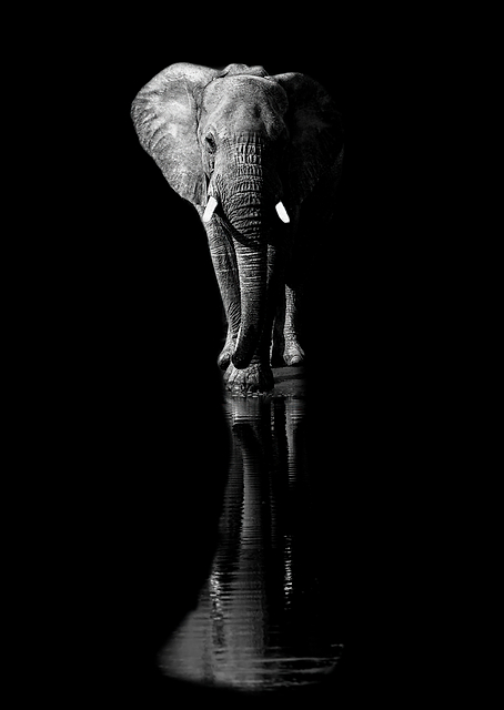 Elephant / PLATINA
