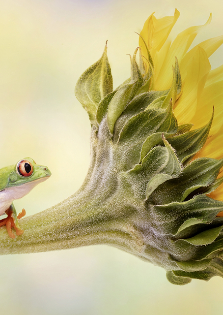 Red Eyed Tree Frog / PLATINA