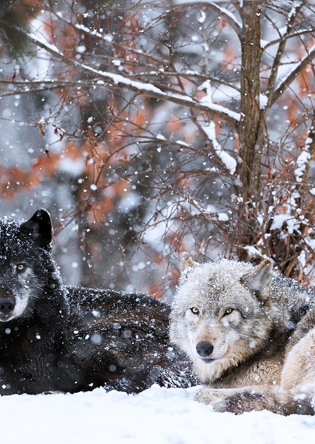 Family portrait / PLATINA