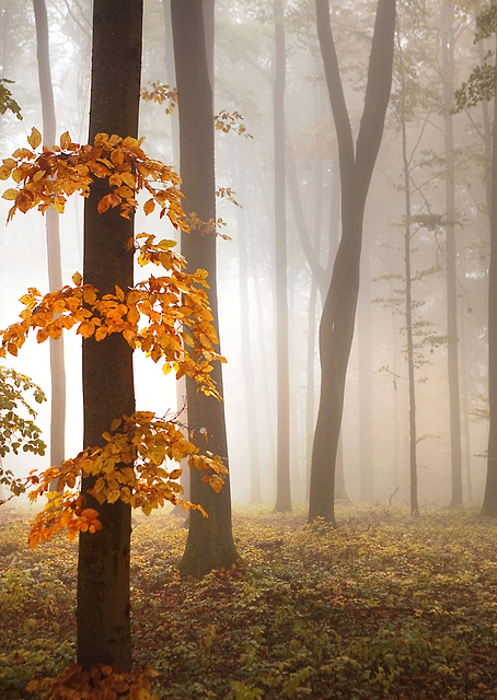 In November Light / PLATINA