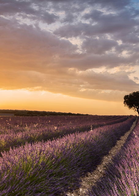 DESTINATION LAVENDER / PLATINA