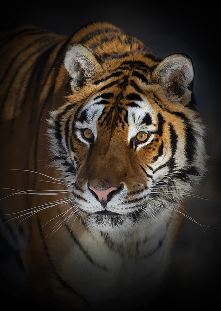 Siberian Tiger portrait / PLATINA