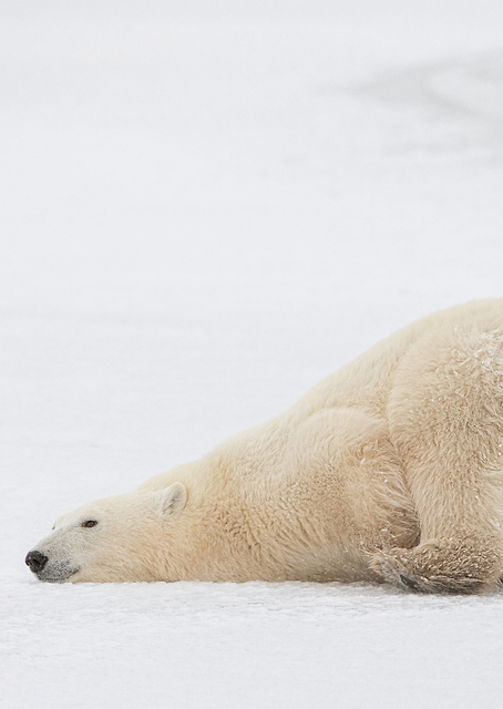 Sliding Bear / PLATINA