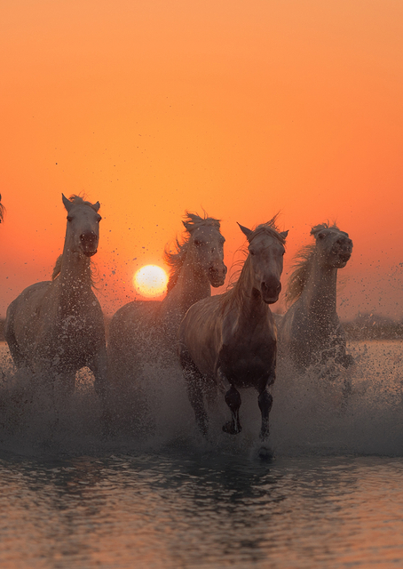 Sunset in Camargue / PLATINA
