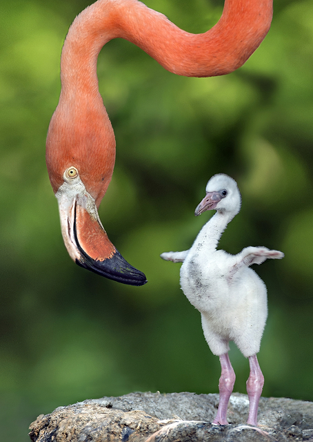 Flamingo with chick / PLATINA